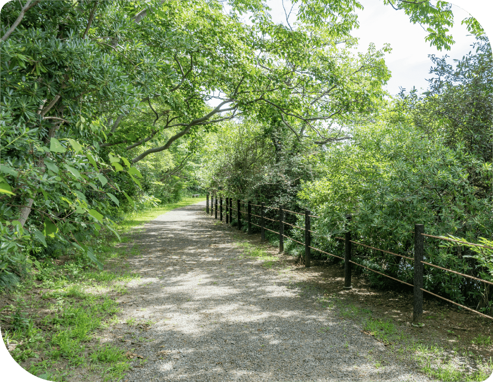 小路の森